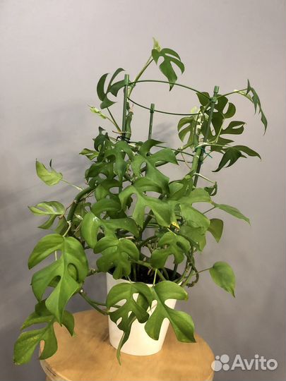 Монстера Манки