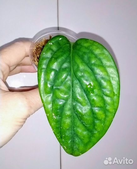 Монстера карстенианум