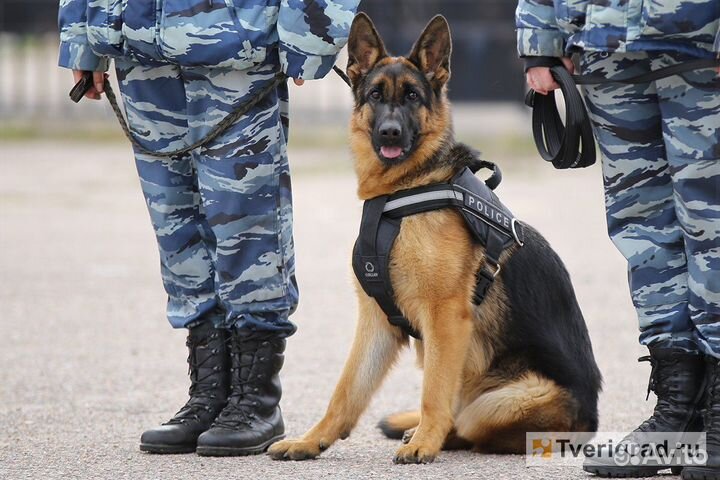 Собаки