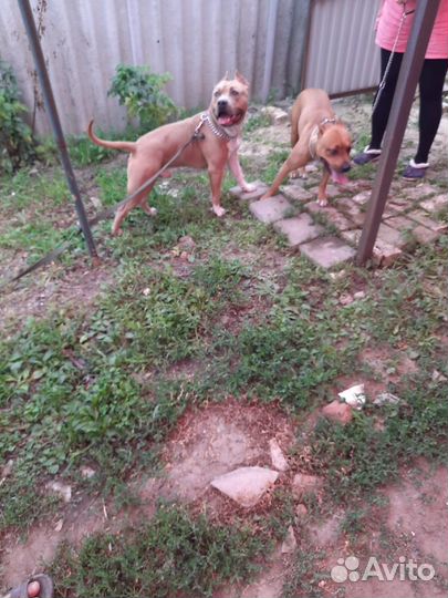 Американский стаффордширский терьер