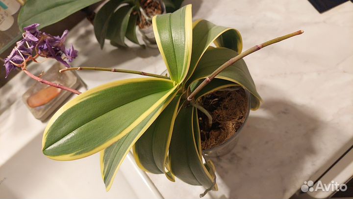 Орхидея фаленопсис Sogo Vivien Variegata