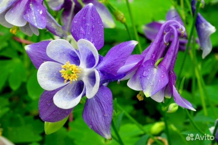 Многолетники Аквилегия