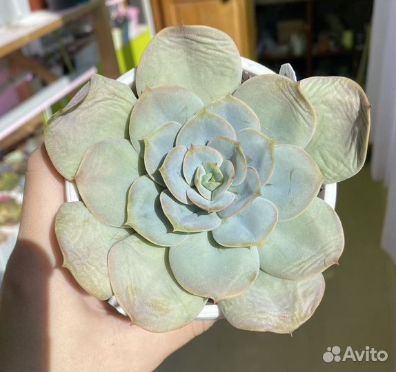 Суккуленты сортовые