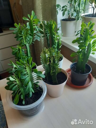 Комнатный цветок Эуфорбия