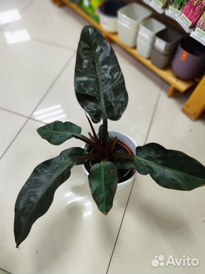 Замиокулькас Равен Зензи, Замифолия, Филодендрон