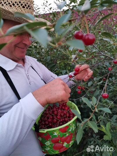 Вишня Владимировская(Саженцы)