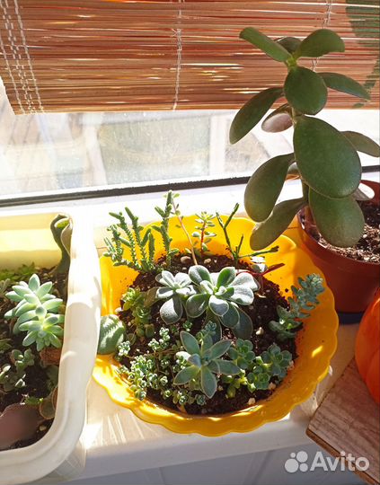 Растения суккулентов