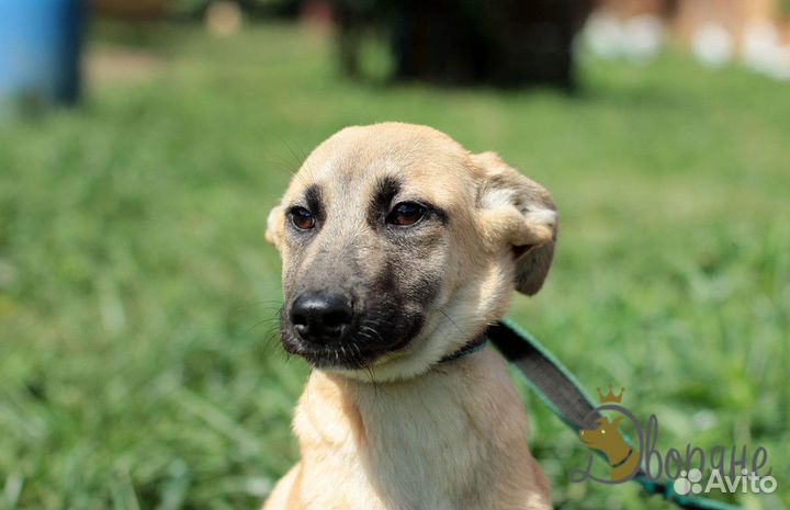 Девчушка Щенок №16 в поисках семьи