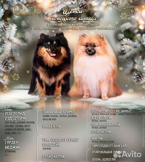 Щенки шпица