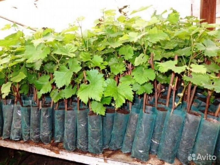 Саженцы винограда