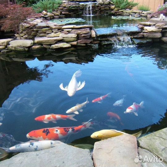 Живая рыба карп кои