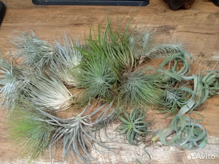 Тилландсия атмосферная