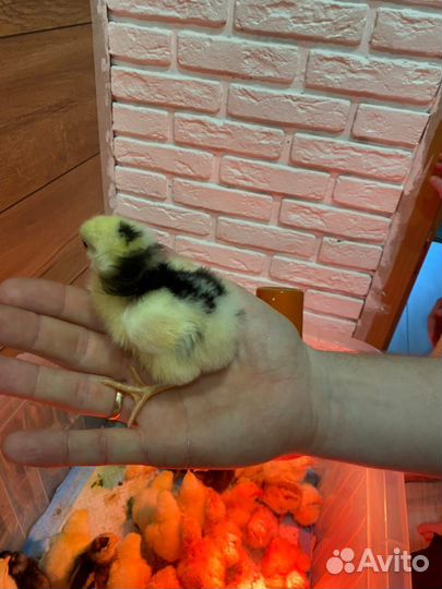 Цыплята несушки