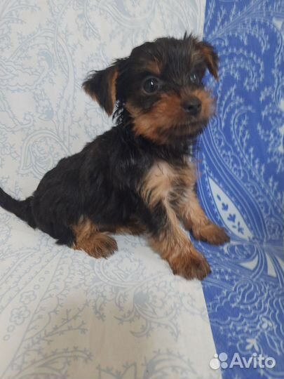 Йоркширский терьер щенки девочки