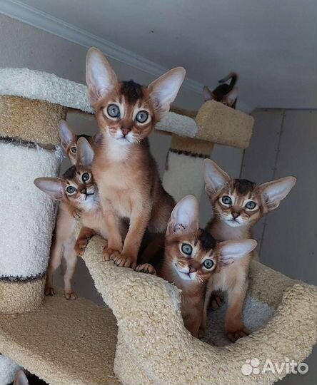 Абиссинские котята