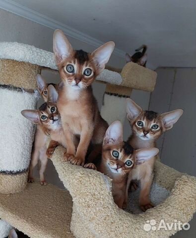Абиссинские котята