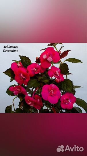 Ризомы ахименесов