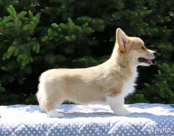 Вельш корги пемброк,девочка