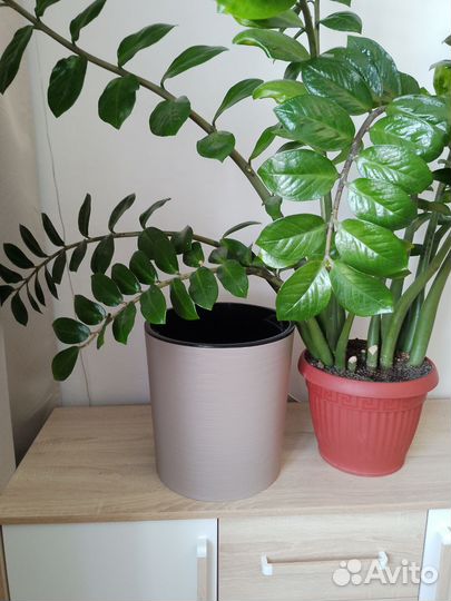 Замиокулькас комнатный цветок