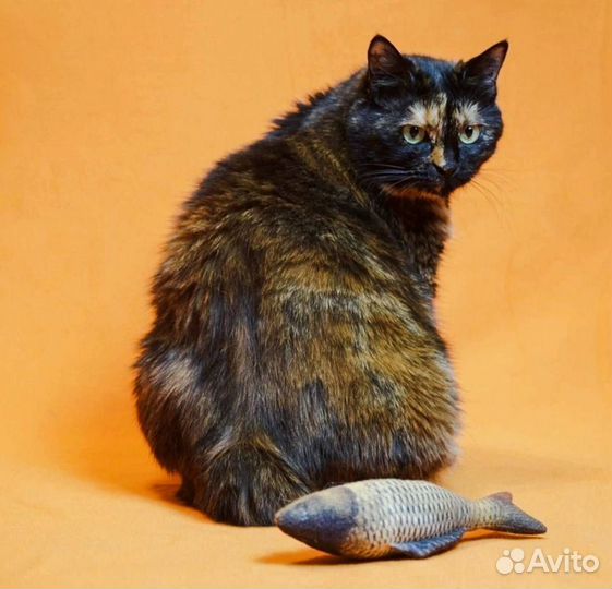 Кошка в аренду
