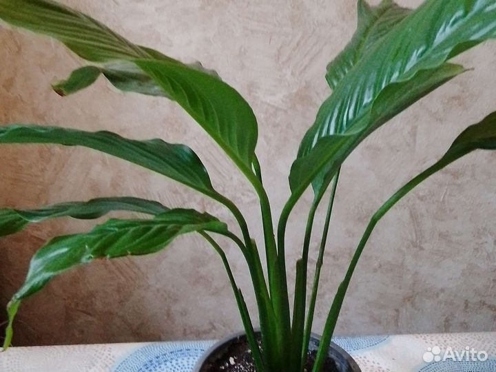 Спатифиллум