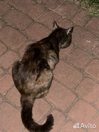 Найден котенок с ошейником