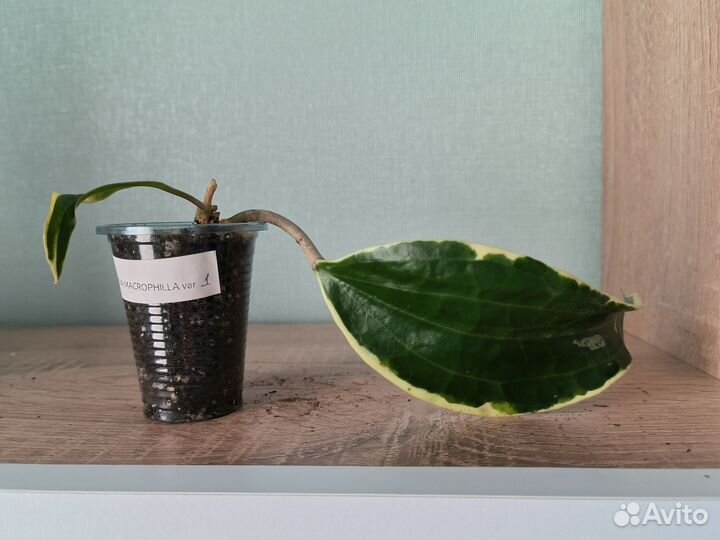 Хойи укорененные