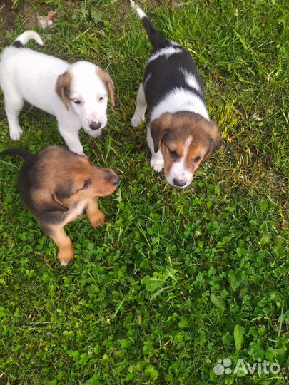 Щенки от русской гончей кому