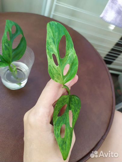 Монстера индо минт вариегатная