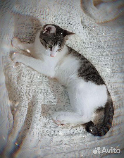 Котенок в дар бесплатно