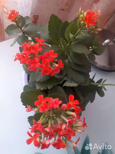 Калонхое, мандарин