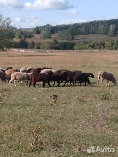 Продаются овцы бараны