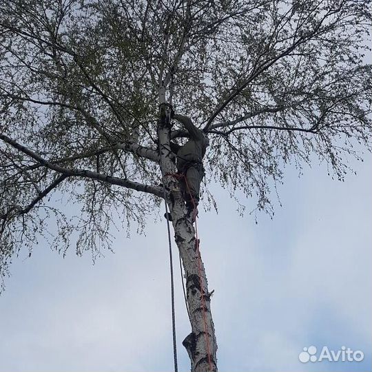 Спил деревьев