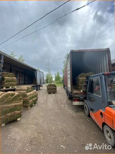 Рулонный газон 