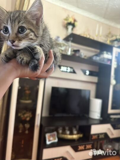 Шотландские вислоухие