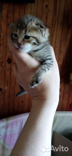 Бенгальские котята