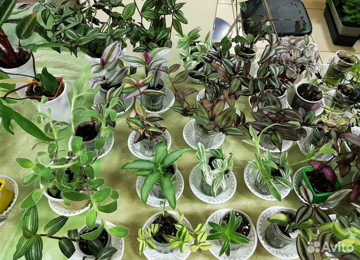 Комнатные цветы