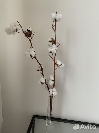 Сухоцветы: хлопок, зайцехвост