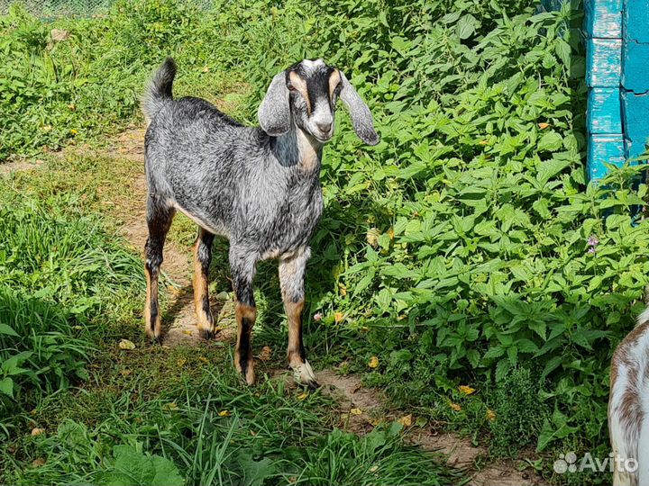 Коза нубийская