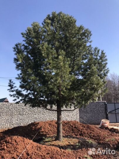 Пересадка крупномерных деревьев