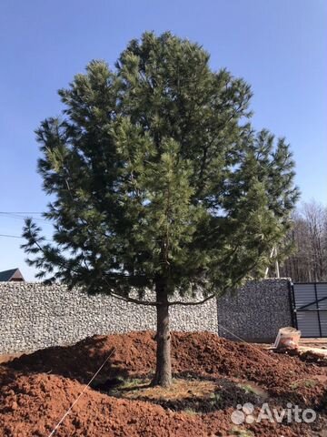 Пересадка крупномерных деревьев