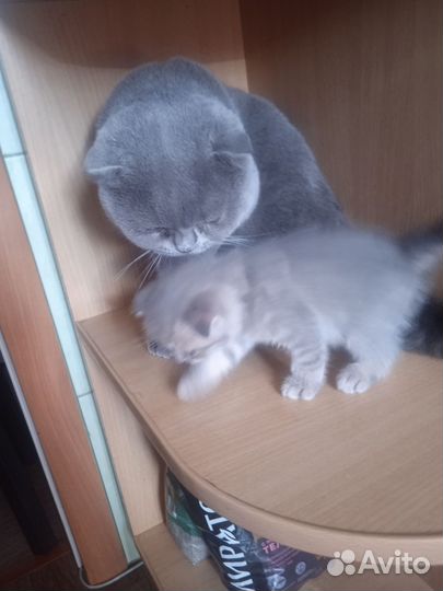 Шотландские