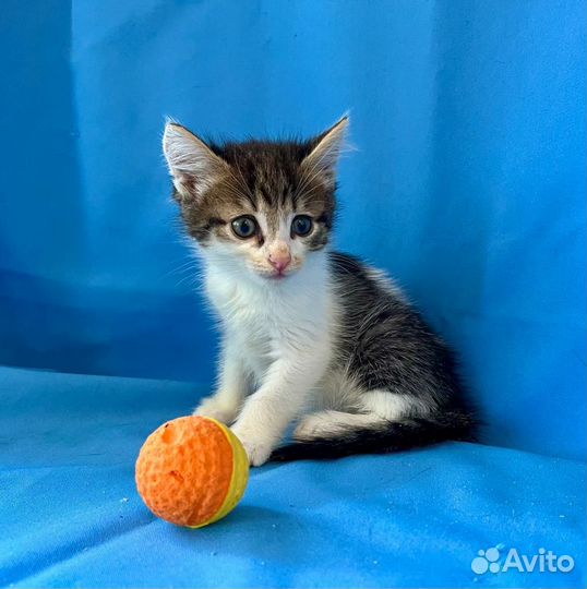 Котенок Сава возраст 1,5 месяца в добрые руки