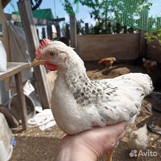 Петухи Доминант и Родонит