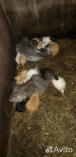 Нутрии самки