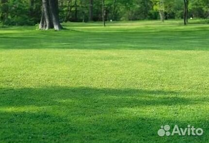 Укладка Рулонного газона