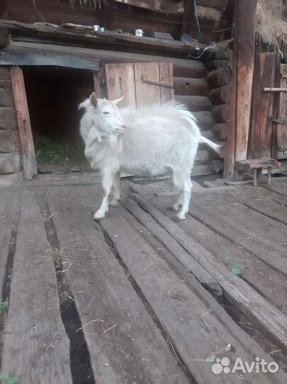 Козел зааненский