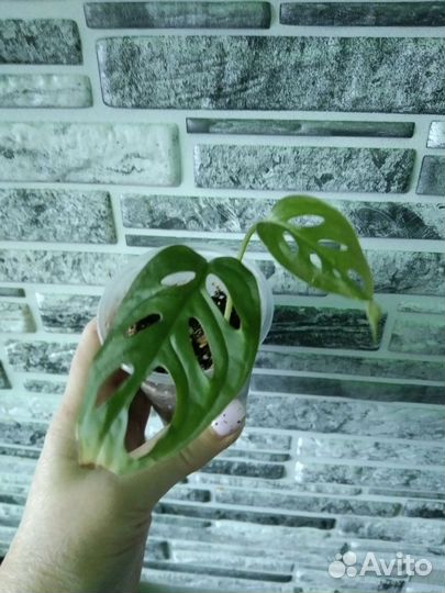 Монстера манки маск (маска обезьяны)