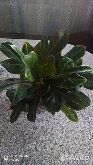 Кротон миссис Айстон