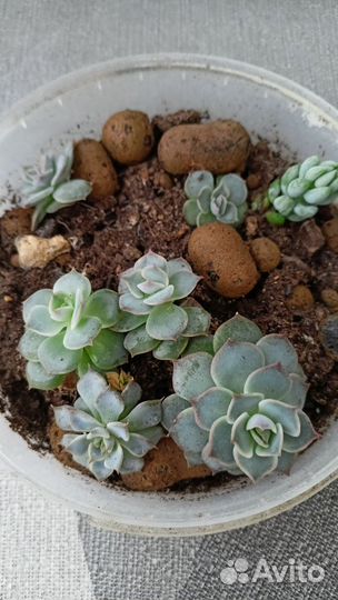 Суккуленты